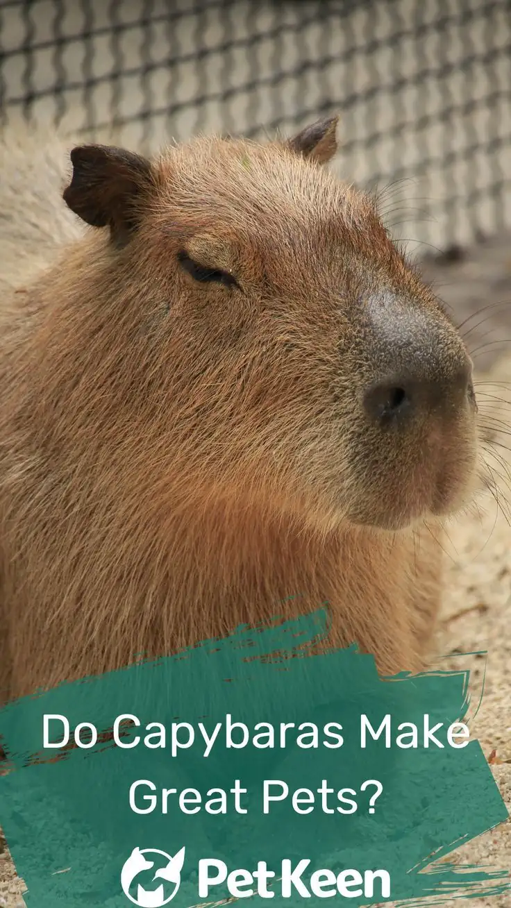 FAQs About Capybaras