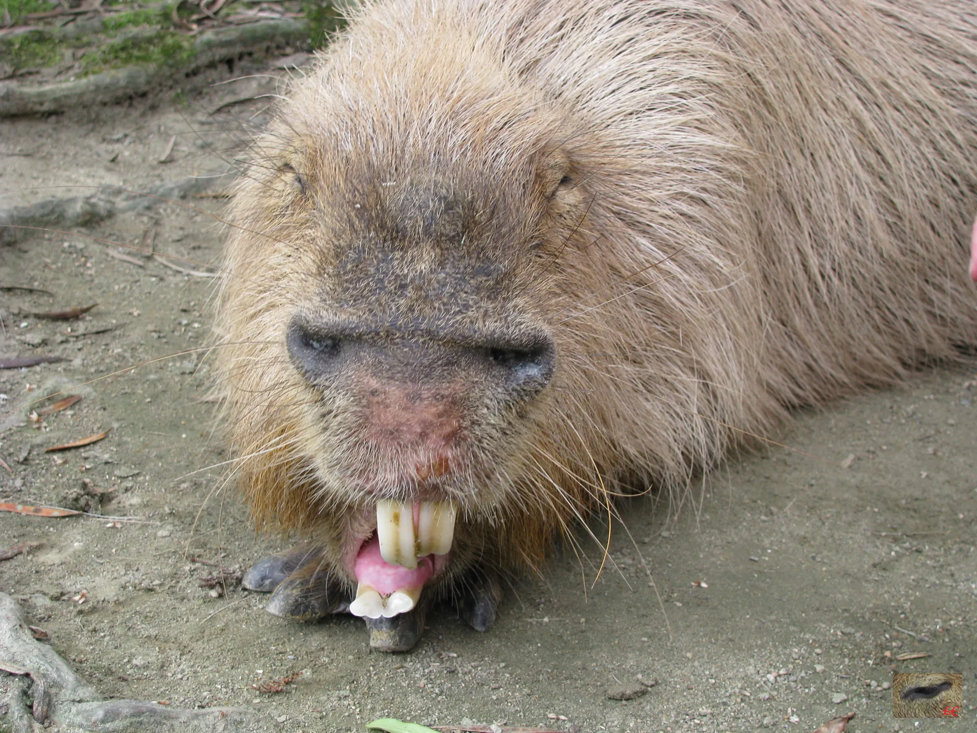 FAQs About Capybaras