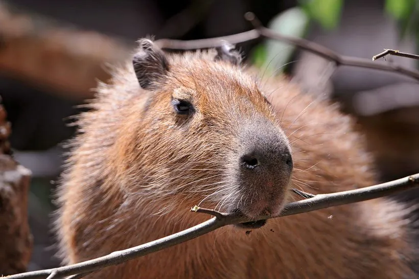 FAQs About Capybaras and Biting