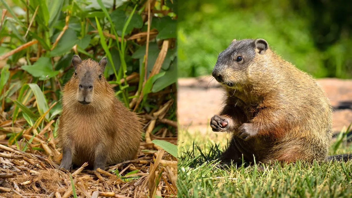 FAQs About Capybaras and Groundhogs