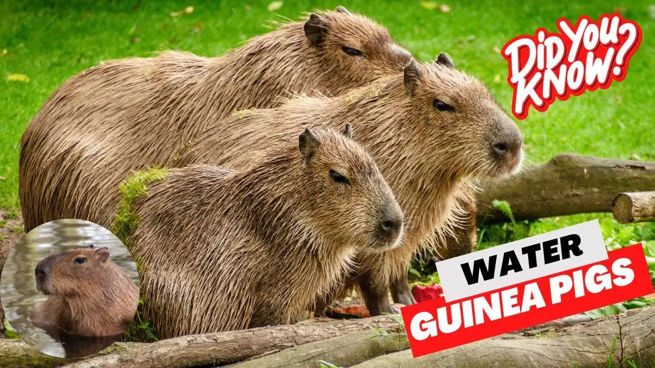 FAQs About Capybaras and Guinea Pigs