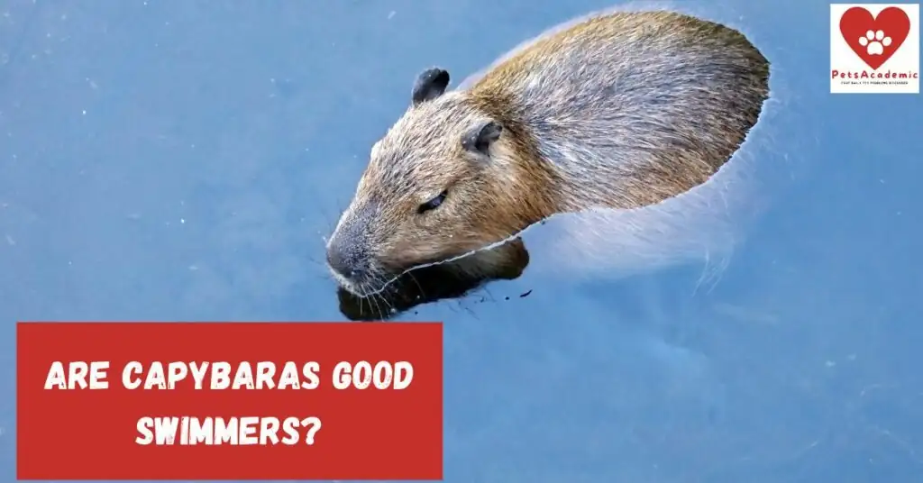 FAQs About Capybaras and Swimming