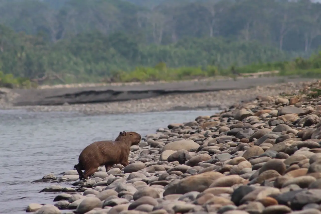 FAQs About Capybaras in Peru