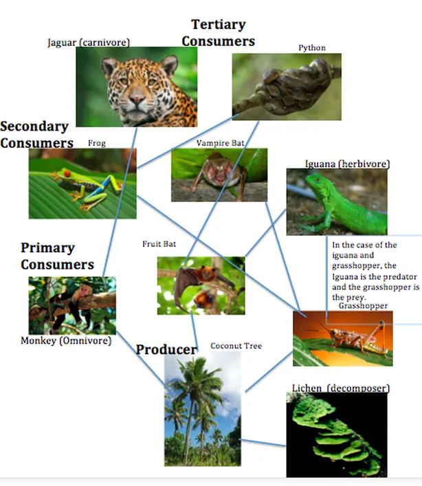 FAQs About Capybaras in the Food Chain