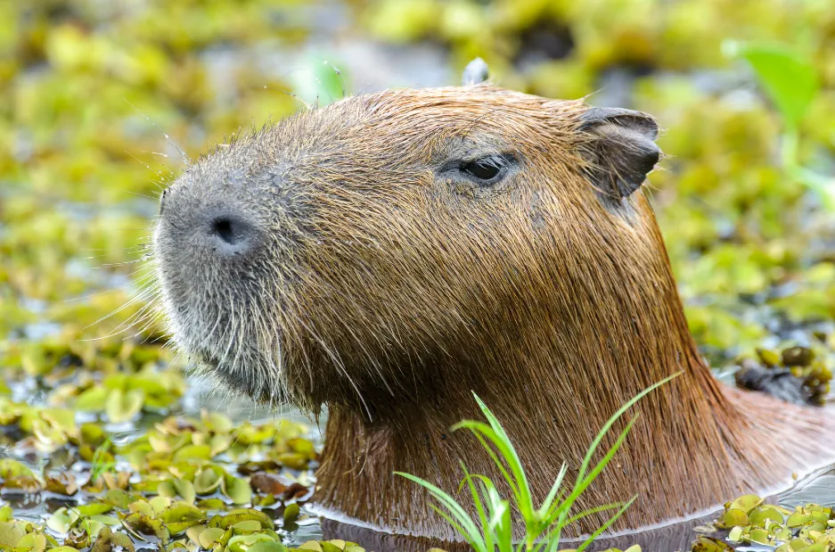 FAQs About Capybaras in the Tropical Rainforest