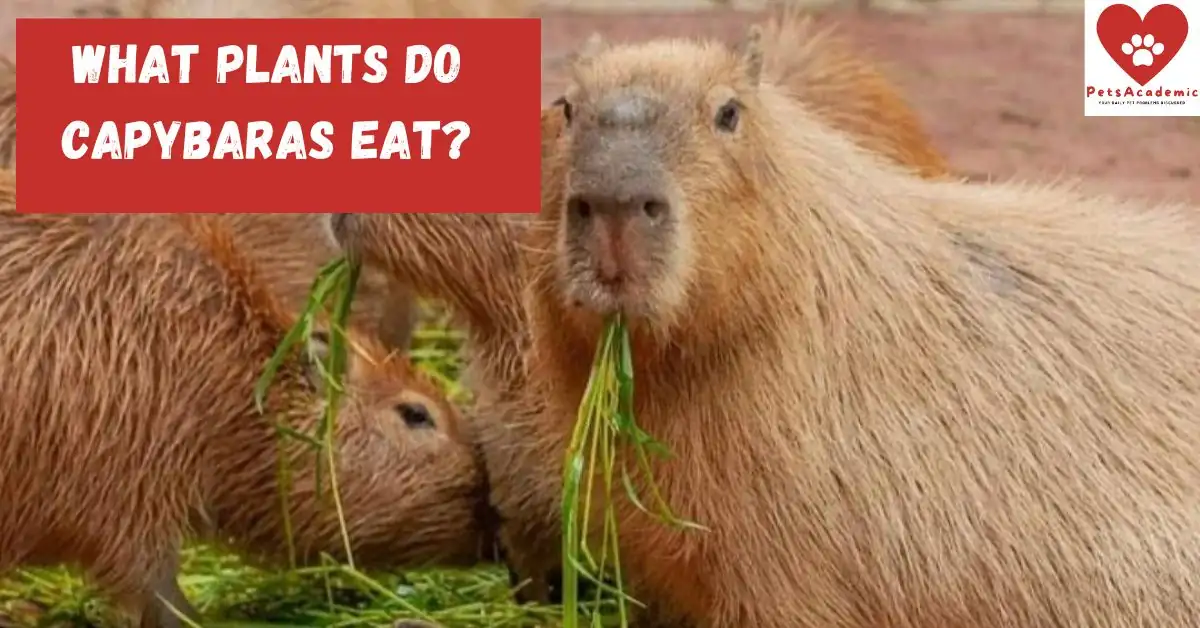 FAQs About Eating Capybara