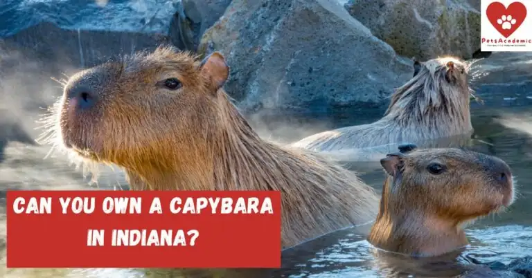 FAQs About Getting a Capybara