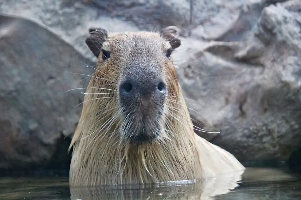 FAQs About National Capybara Day