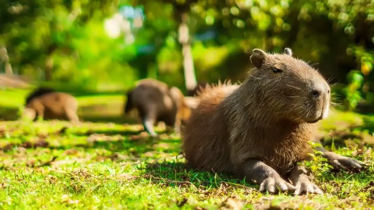 FAQs About Owning Capybaras (and Exotic Pets)