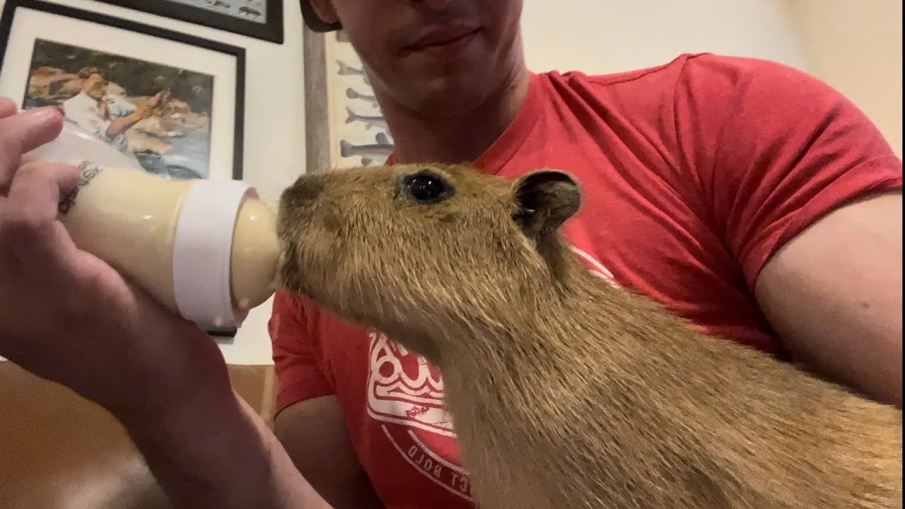 FAQs About Raising Capybaras