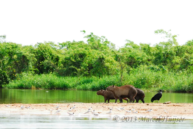 FAQs About Vultures and Capybaras