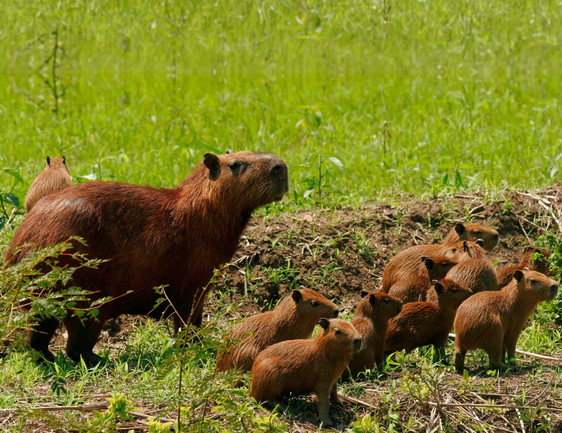 FAQs About the Biggest Capybara