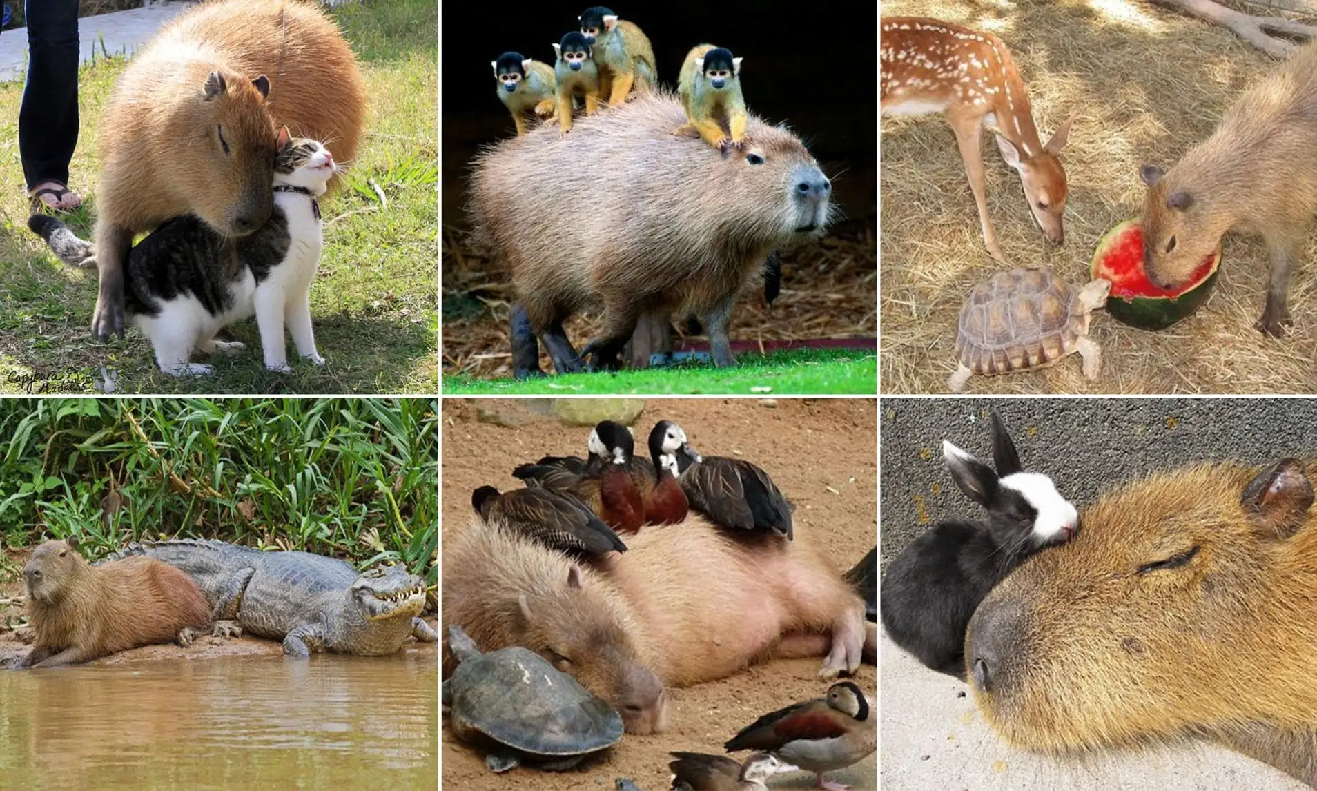 FAQs: Capybara and Alligator Edition