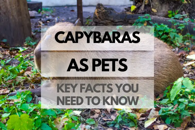 FAQs: Everything You Ever Wanted to Know About Capybaras