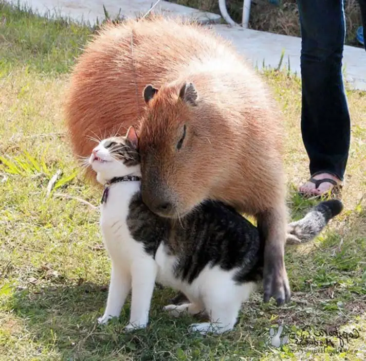 Famous Capybara-Cat Duos