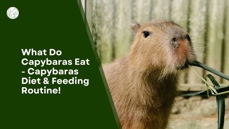 Feeding Time: What Do Capybaras Eat?