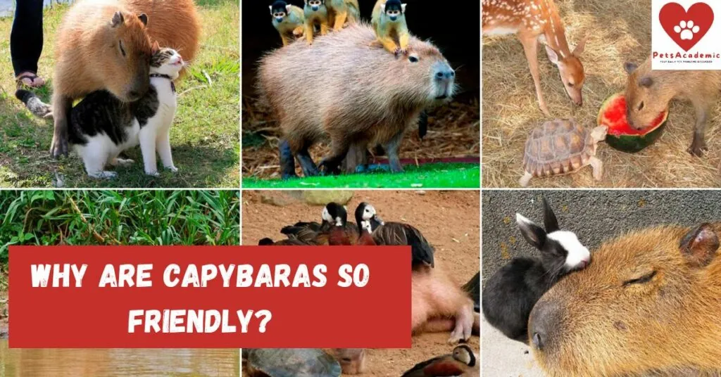 Final Thoughts: Are Capybaras Friendly?