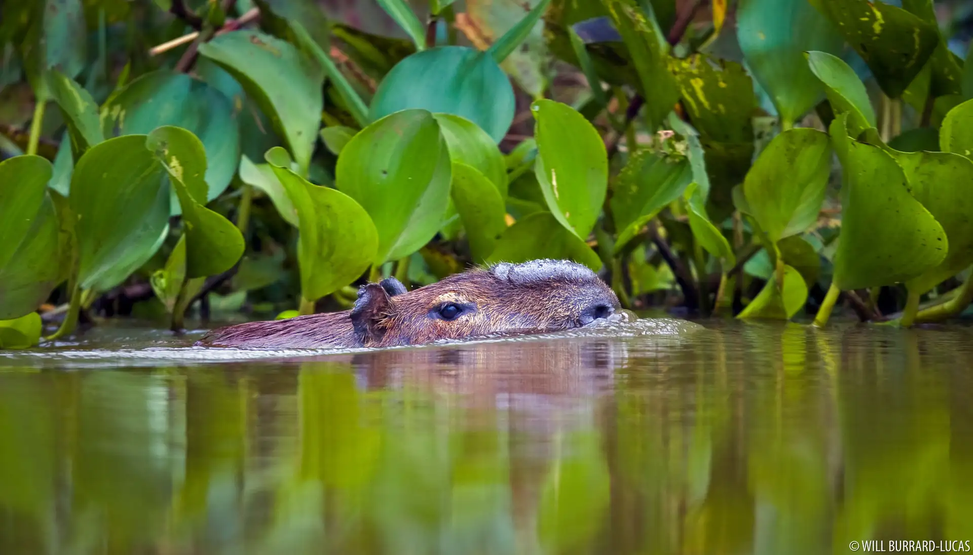 Final Thoughts: Capybaras Are Born to Swim