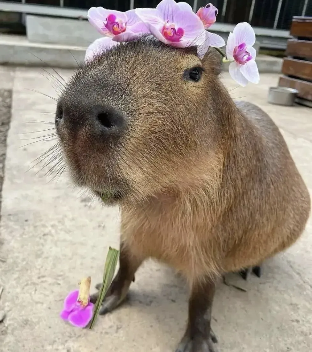 Final Thoughts: Is a Capybara Right for You?