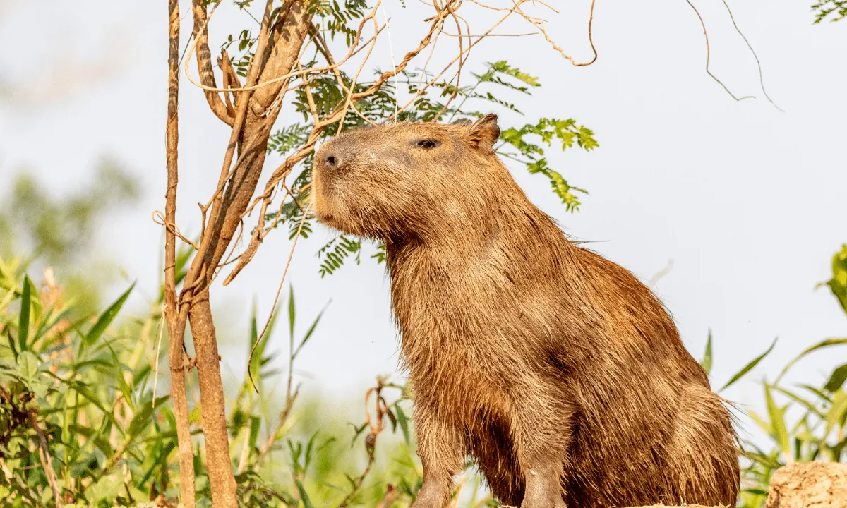 Final Thoughts: Raising a Capybara Is a Commitment