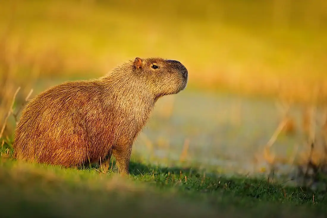 Final Thoughts: Why Capybaras Are a Must-See in Costa Rica