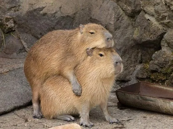 Final Thoughts: Why Capybaras Matter