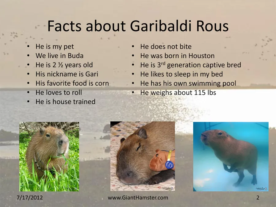 Fun Capybara Facts for Kids