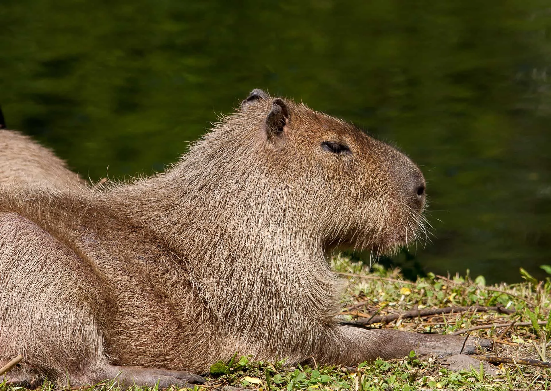 Fun Capybara Facts: Because Who Doesn’t Love Trivia?