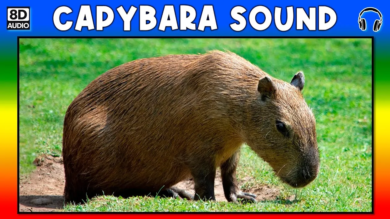 Fun Facts About Capybara Sounds