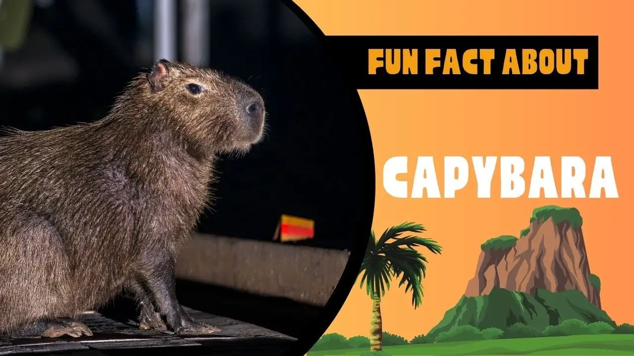 Fun Facts About Capybaras You Didn’t Know