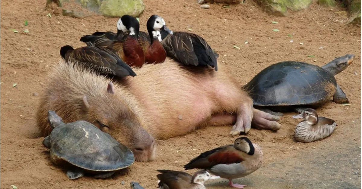 Fun Facts About Capybaras You’ll Love