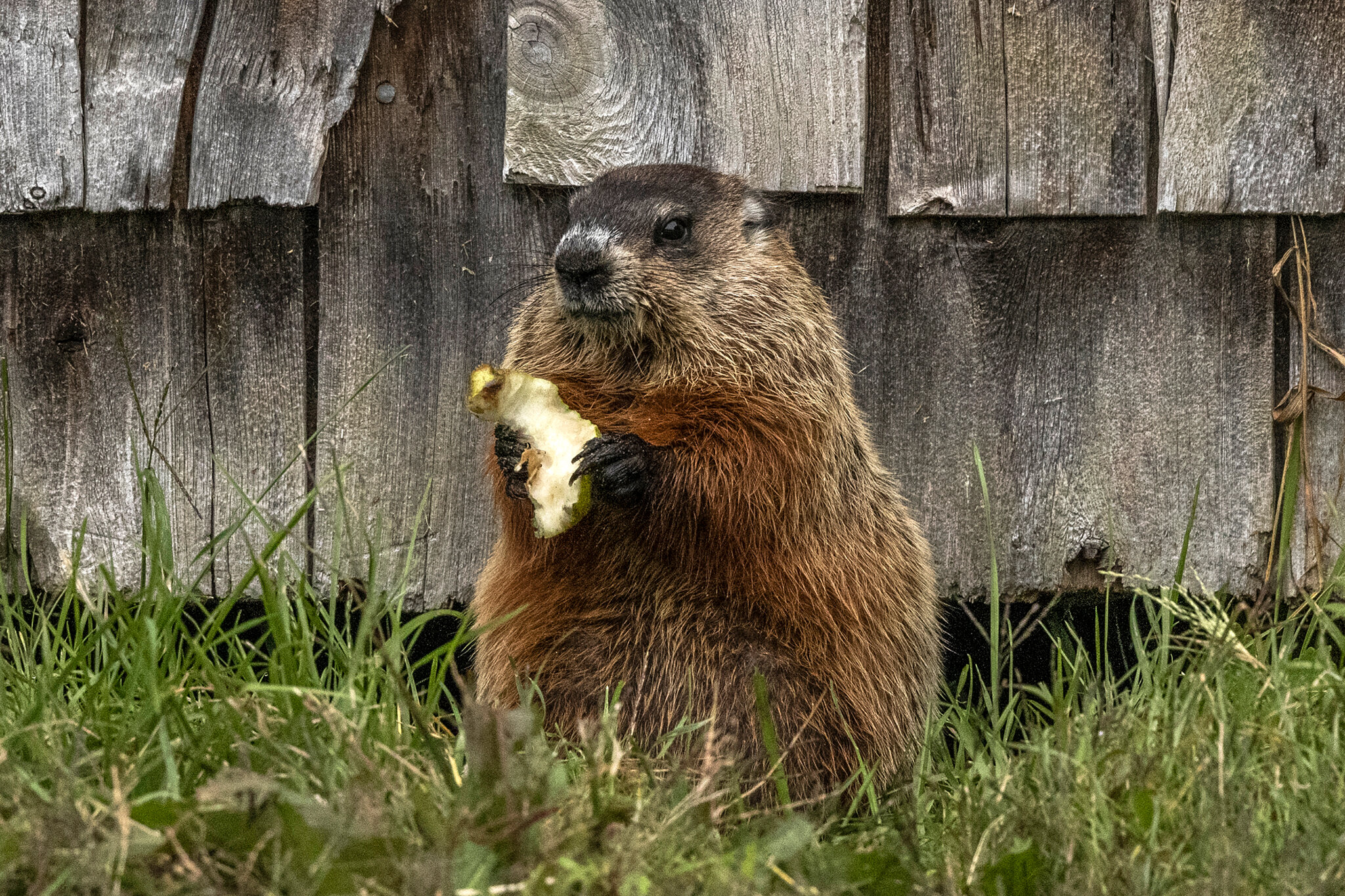 Ground Hog Social Life