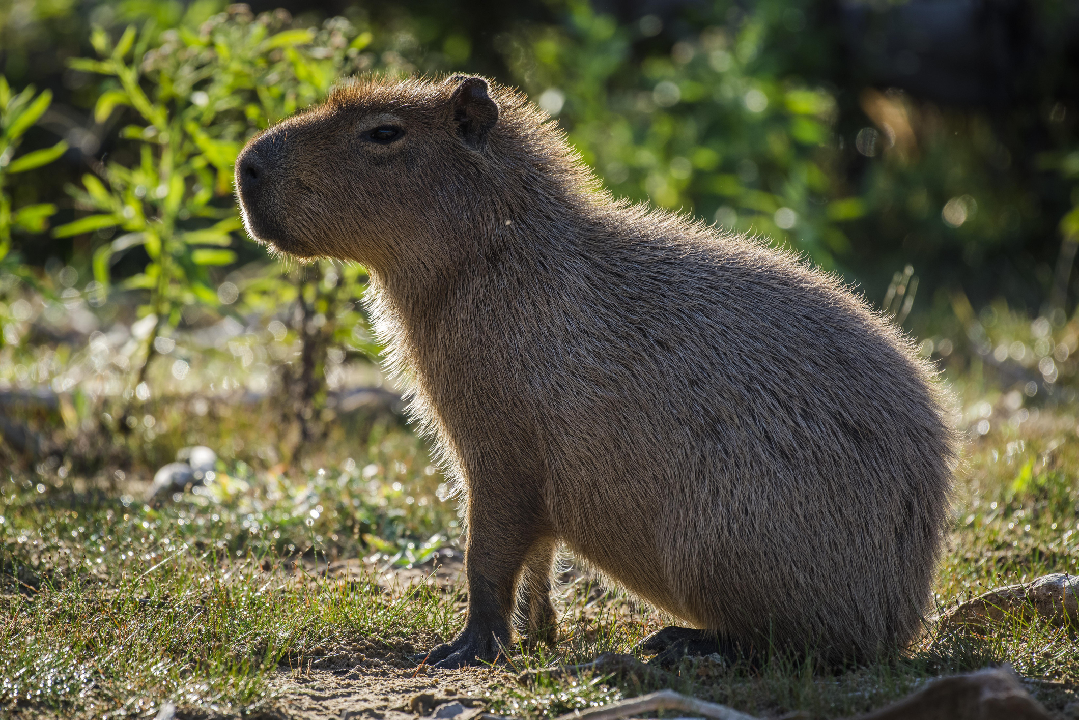 How Do Capybaras Defend Themselves