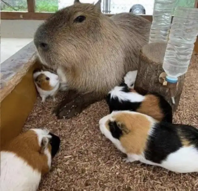 How Are Capybaras and Guinea Pigs Similar?