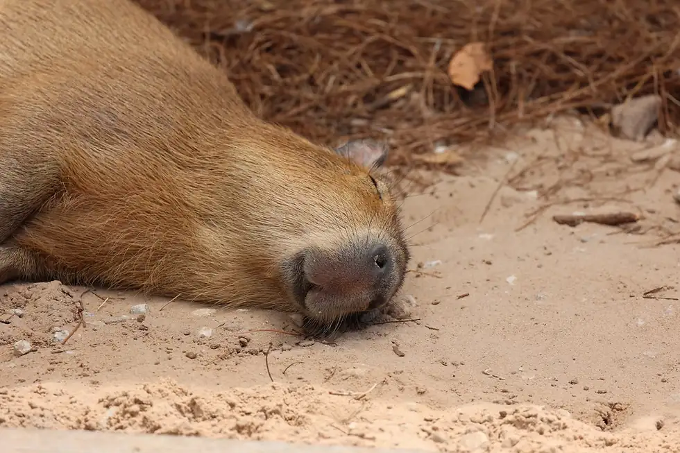 How Can You Celebrate National Capybara Day?