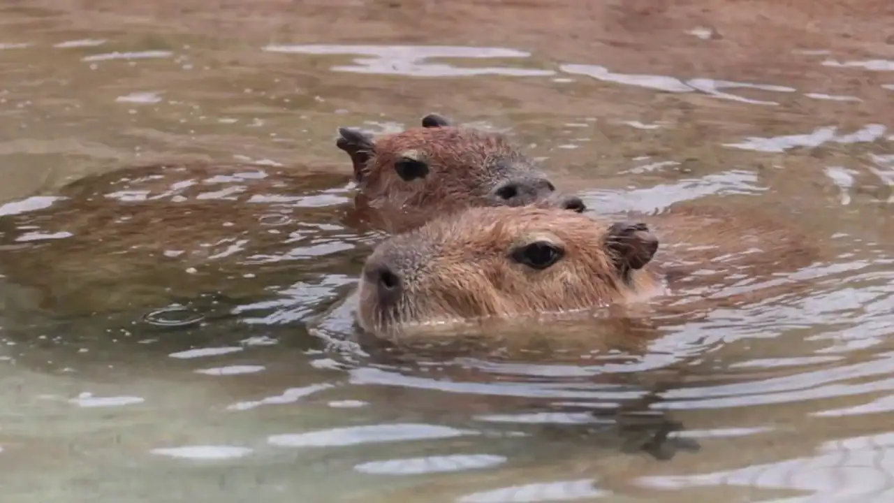 How Capybaras Are Built for Swimming