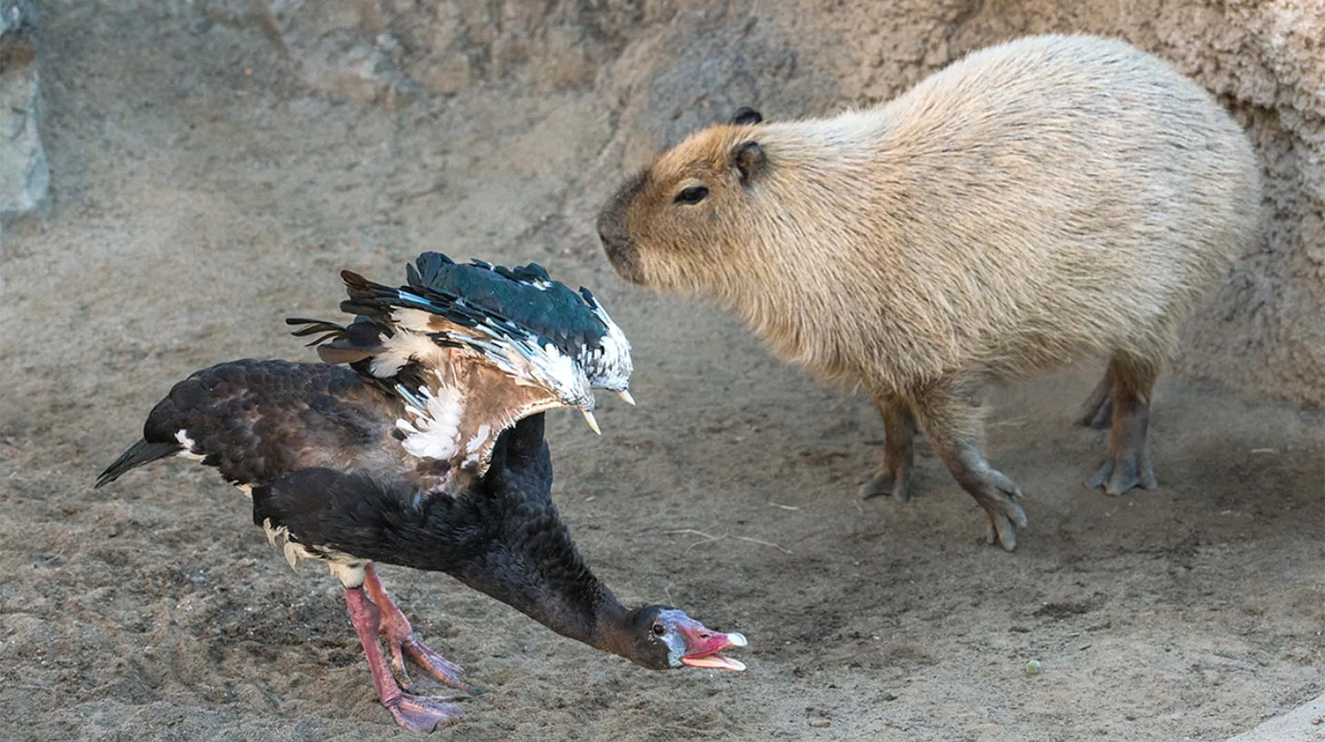 How Capybaras Fight Back