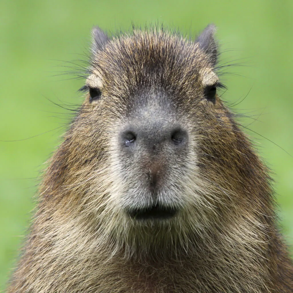 How Capybaras Help Fight Climate Change