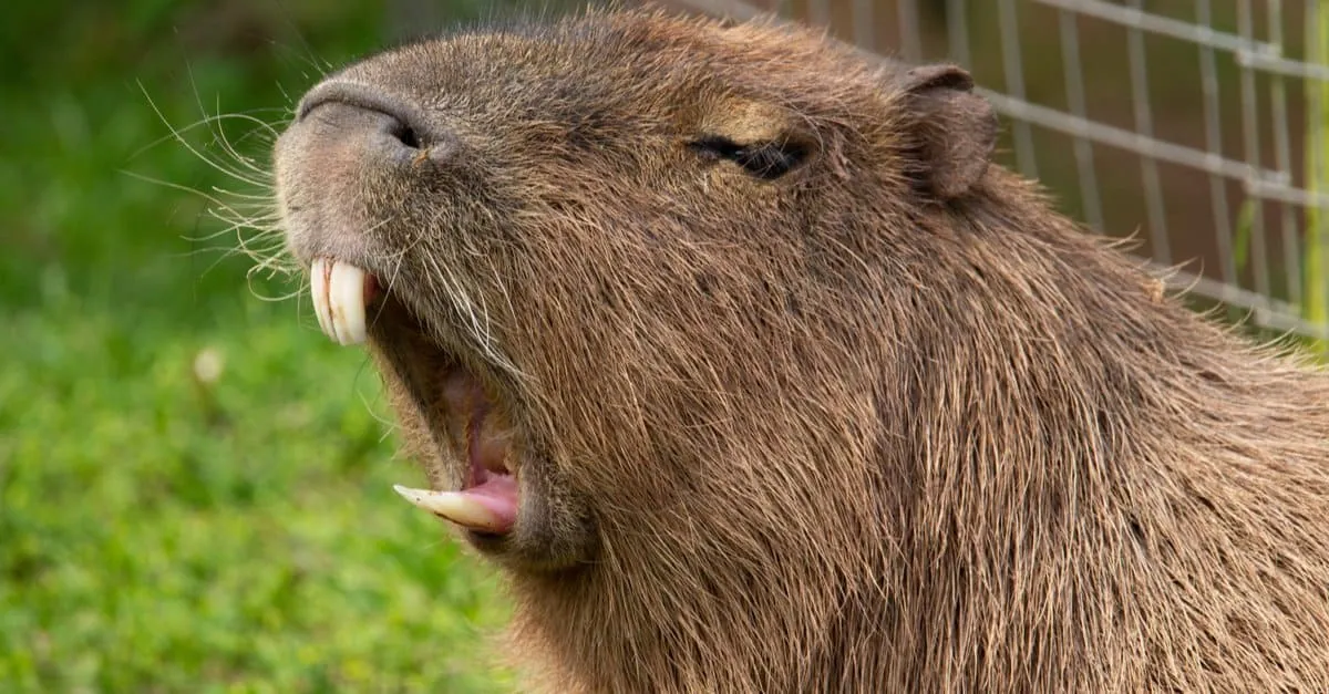 How Capybaras Keep Their Teeth in Check