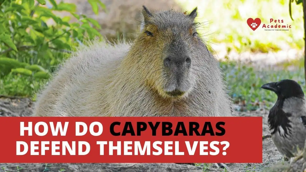 How Do Capybaras Protect Themselves?