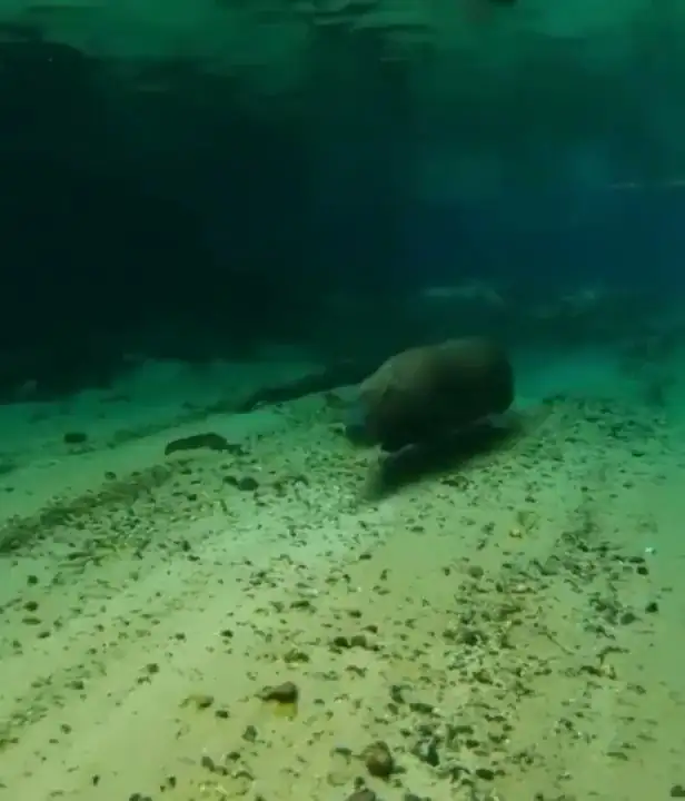 How Do Capybaras Stay Underwater So Long?