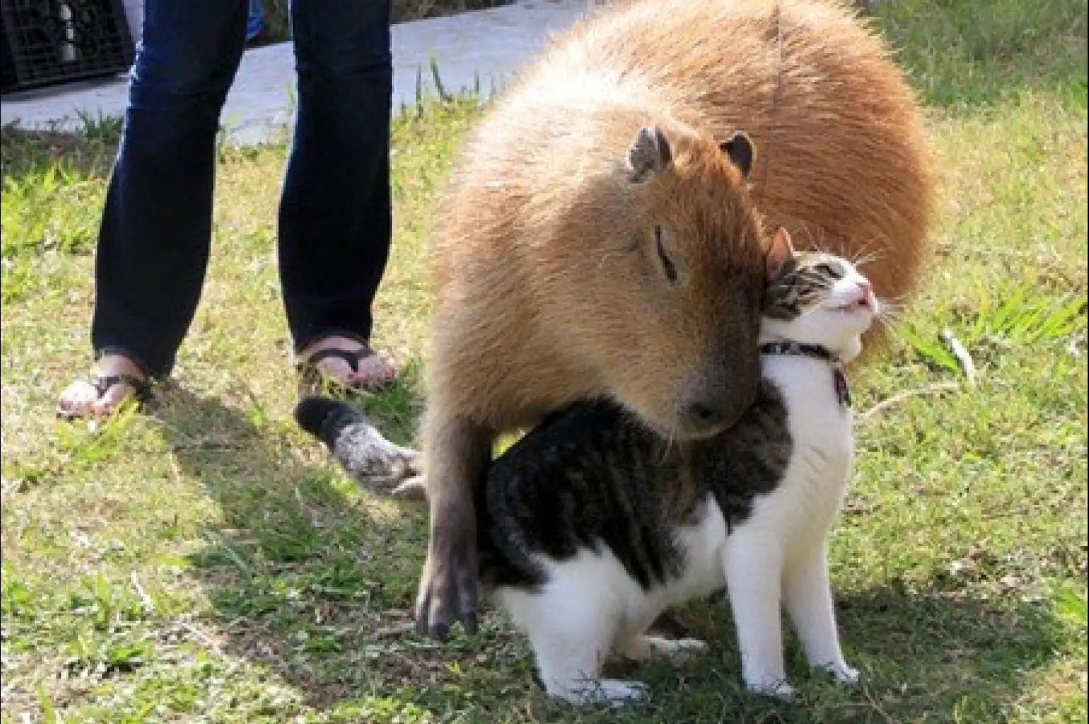 How Do Capybaras and Cats Communicate?