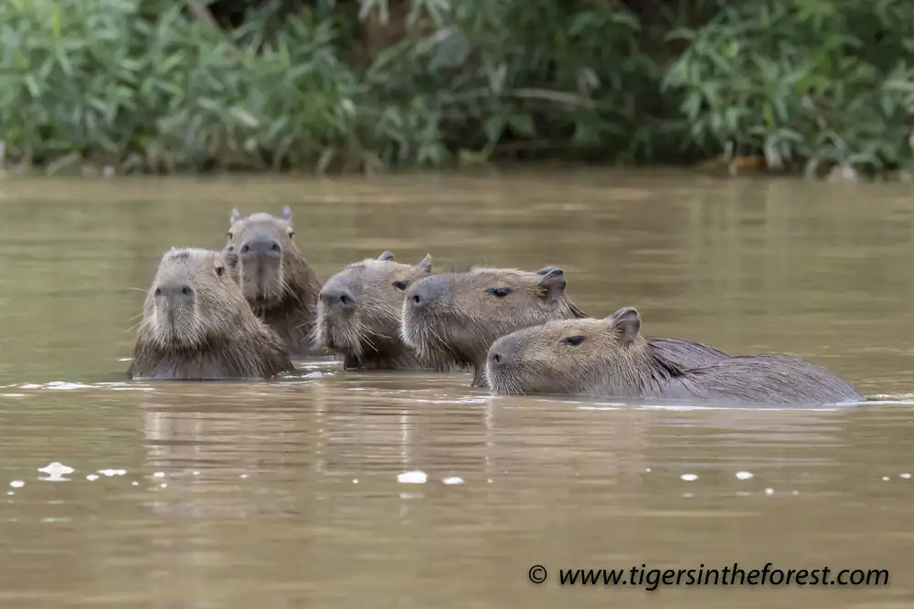 How Fast Can Capybaras Swim?