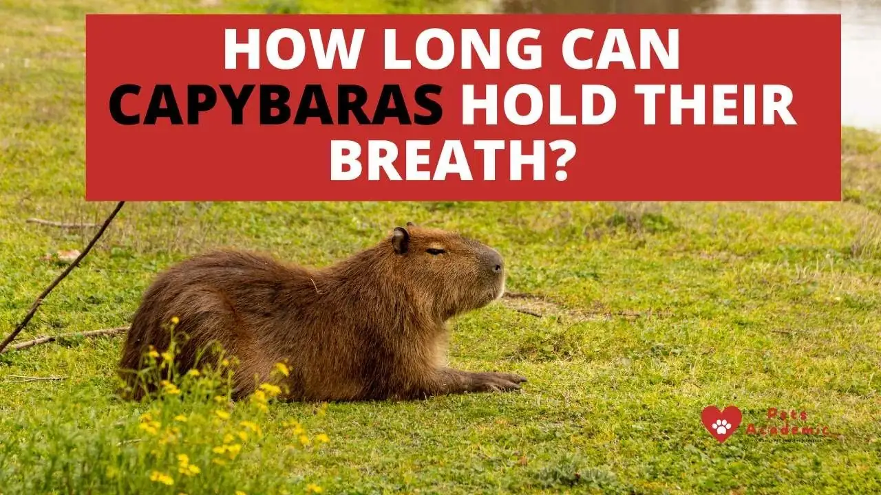 How Long Can Capybaras Hold Their Breath?