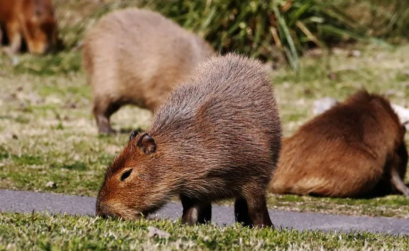 How to Avoid Getting Bitten by a Capybara