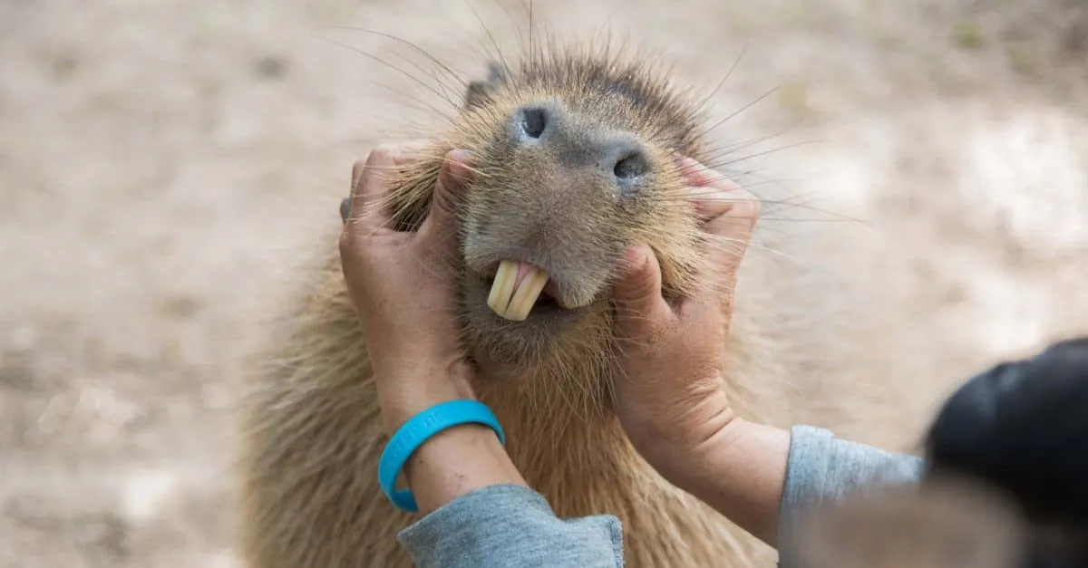 How to Care for a Capybara’s Teeth