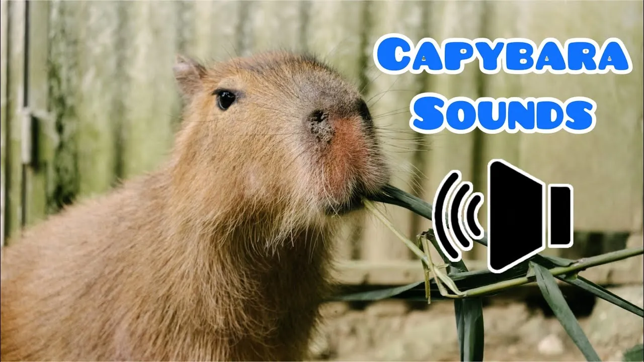 How to Identify and Respond to Capybara Sounds