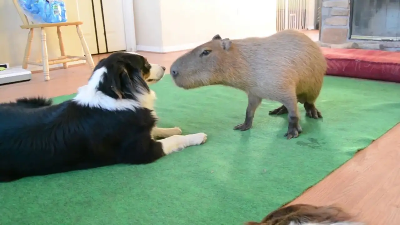 How to Introduce a Capybara to a Dog