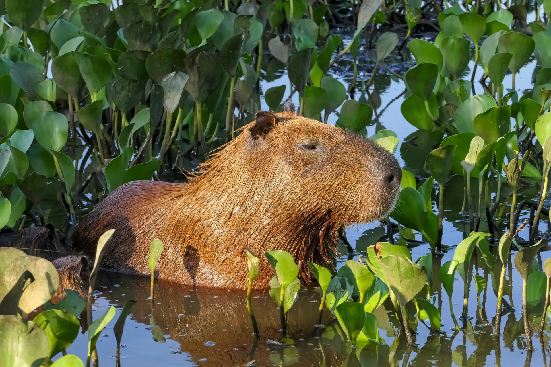 Is Capybara Meat Healthy?