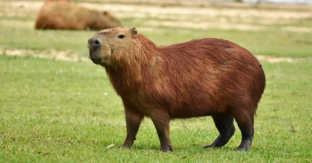 Is Eating Capybara Ethical?